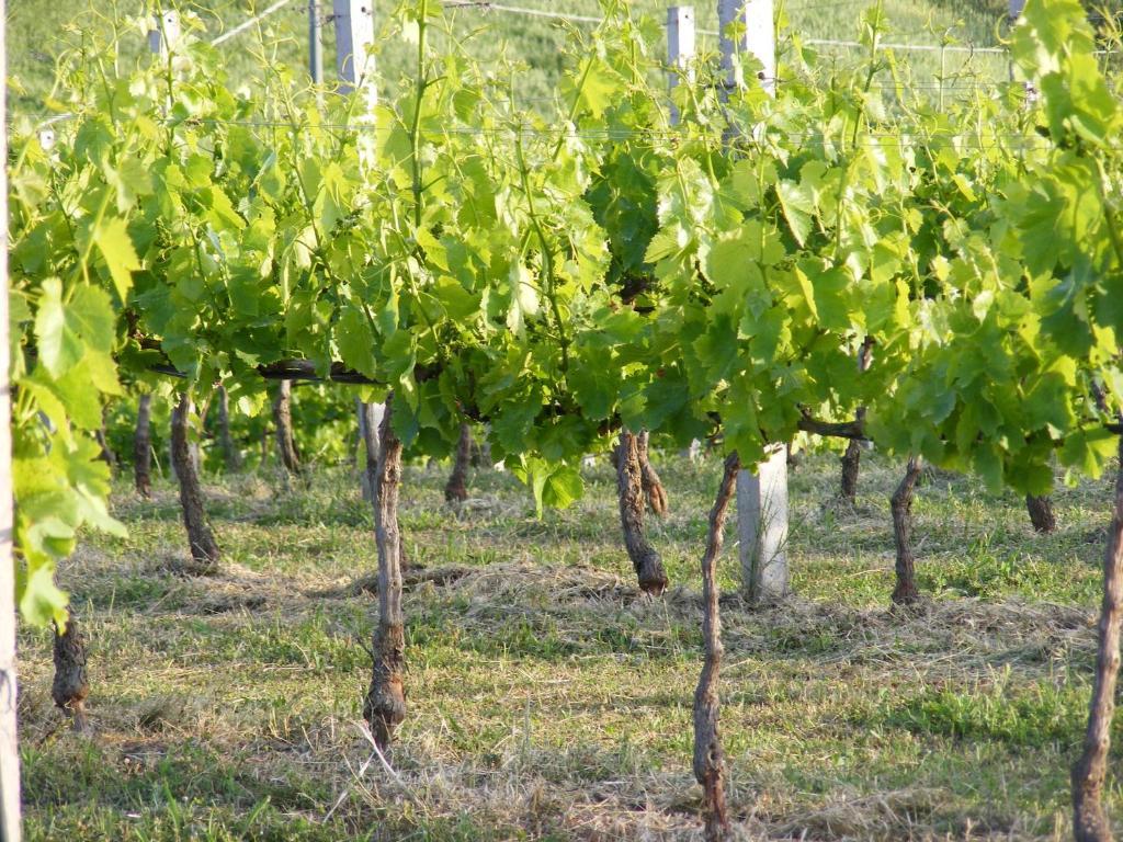 Tenuta Su Vrau Посада Экстерьер фото